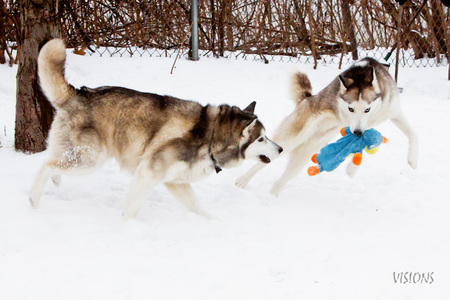 Nikko and Suri