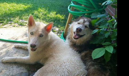 Merlot & Denali