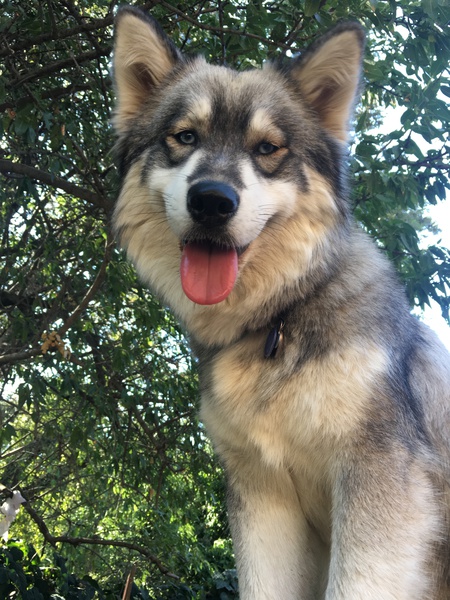 Koda - Bear