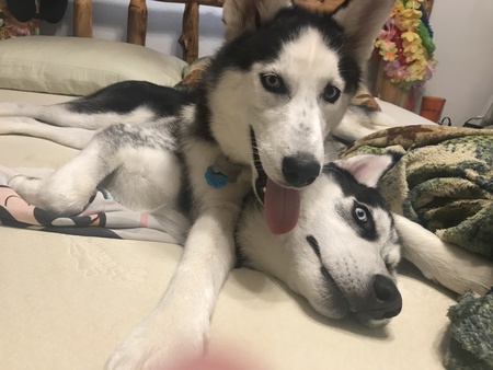 Denali (8 mo) & Loki (7 mo)