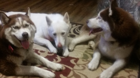 Ditto, Luna & Koda