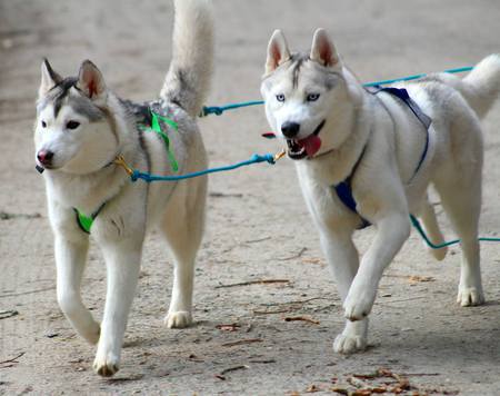 Amelia & Hachi