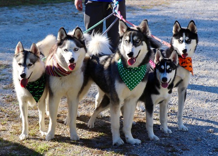 Loki, Lakodah Bear, Lukah, Akirah, Kiyah