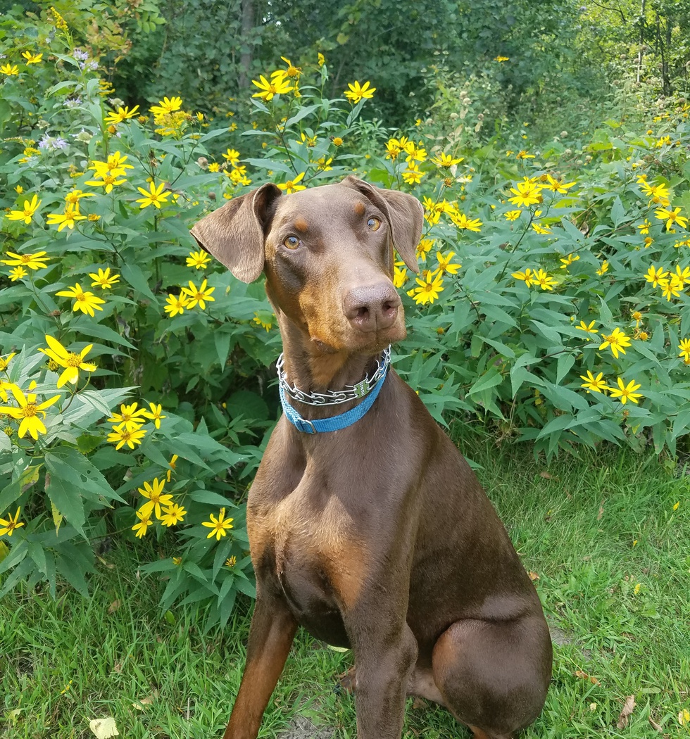 Vote for Charlie | United Doberman Rescue’s Canines and Corks Photo Contest