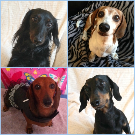 Max, Charlie, Rocco, Rosie