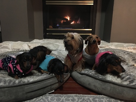 Doxie Posse - Tucker, Bella, Adalind, Marli Jane, Oscar, and Gracie Mae