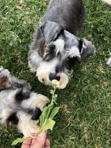 Brees and Nola