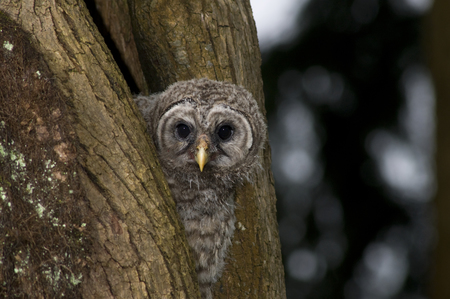 Baby Barred Owl