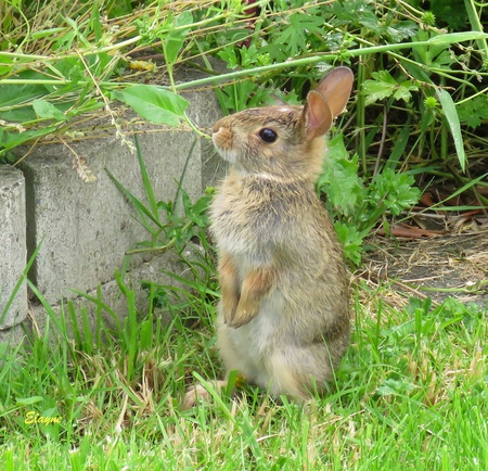 Young Cottontail