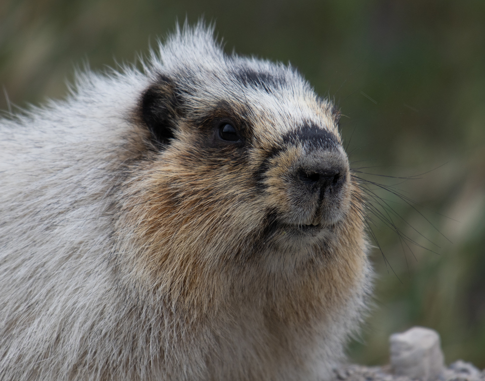 Vote for Marmot | Wildlife-In-Focus