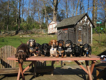 Sienna, Rascal, Peanut, Henri, Bella, Zeke, Wraith, Mojo & Bleu