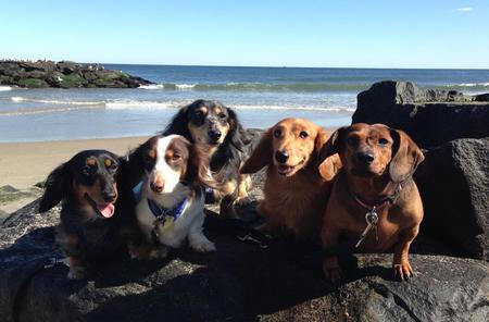 Left to Right:  Guinness, Mojo, Angus, Sawyer & Zuzu