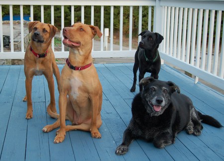 Axel, Red (Aka Tickles), Star (Aka Alexa) and Jill