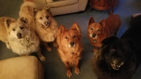 Arizona,  Maddie, Westen, Lincoln and Chewy 