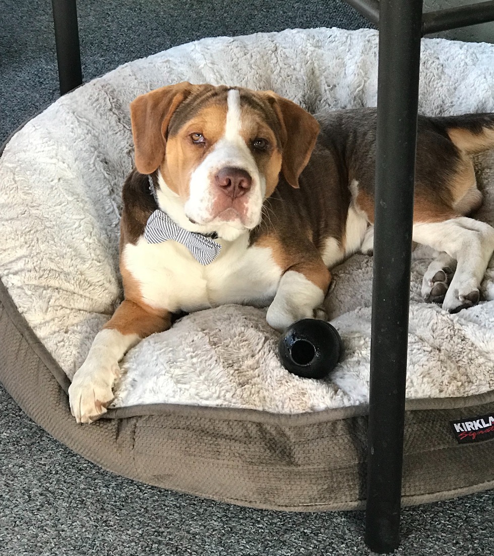 Vote for Hank 2019 Tampa Bay Beagle Rescue Calendar Contest