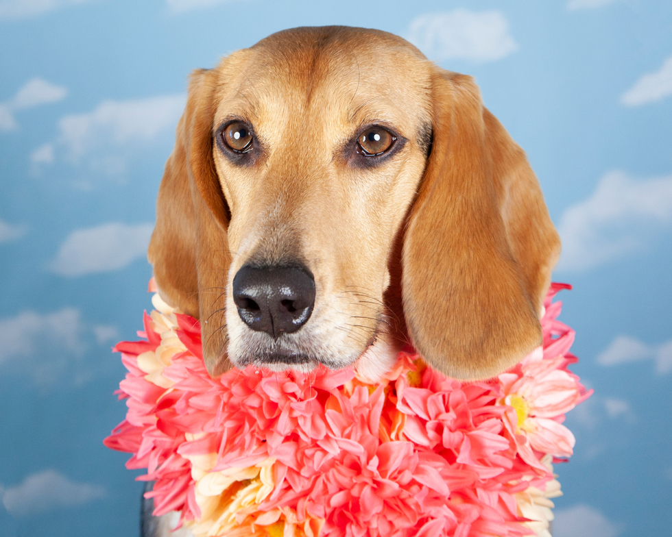 Vote for Romy 2019 Tampa Bay Beagle Rescue Calendar Contest