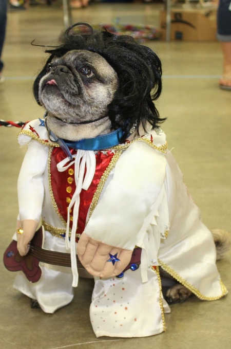 Elvis Pugsley