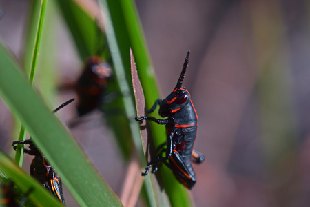 Lubber Grasshopper Nymph Instar 1