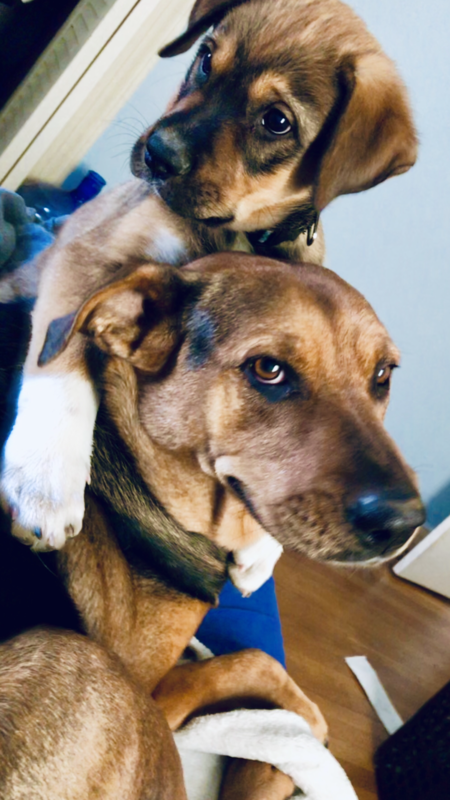 Moose & Bailey