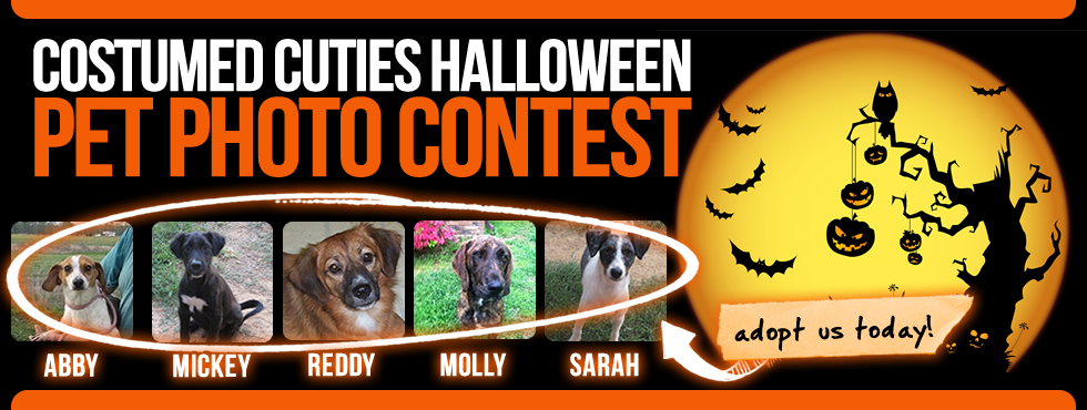 About Us | Beebe Humane Society | Costumed Cuties Halloween Pet Photo Contest