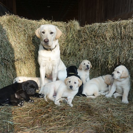 Meggie and Gypsy's 2018 C litter