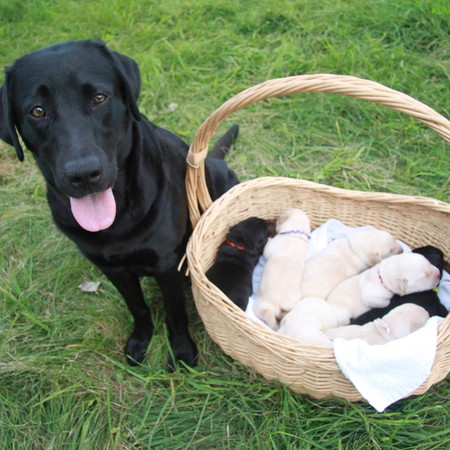 Gypsy and C puppies