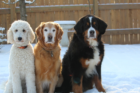 Purdy (DQ), Jasmine and Meadow