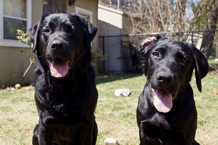 Penne and Lottie