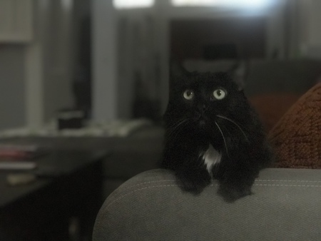 Jingles