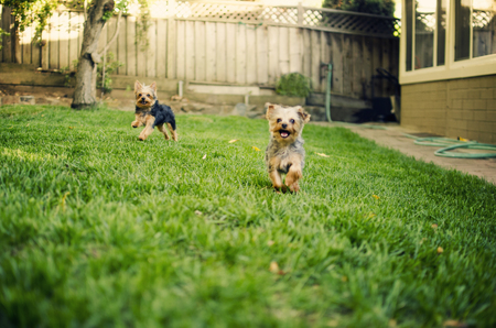 Brooklyn & Anakin