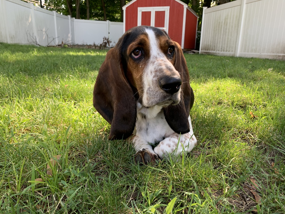 Vote for Napoleon | New England Basset Hound Rescue 2020 Calendar Contest