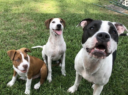 Thor, Roxy and Bella 