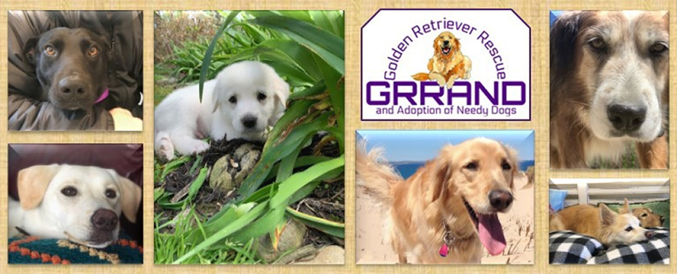 Golden retriever rescue and adoption of hot sale needy dogs