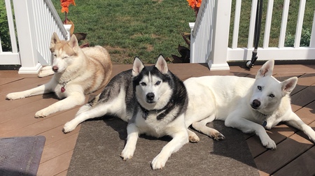 Tasha, Shiloh, Maya