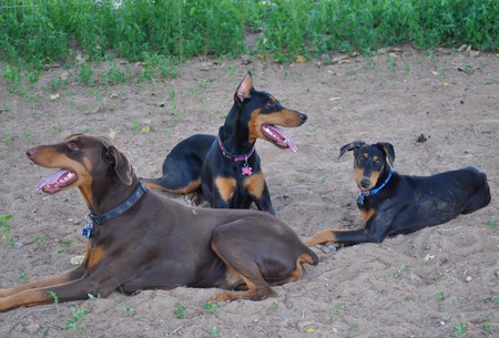 Heelis, Kyra, and Rosie