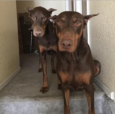 Ruger & Remi(ngton)