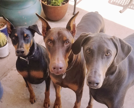 Zoey, Bentley and Zeus