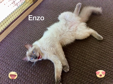 Enzo