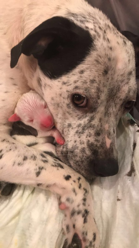 Jellybean and Lola