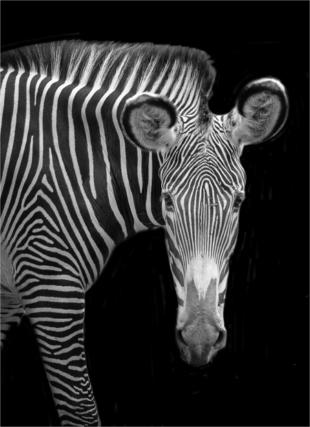 Zebra at Bronx Zoo