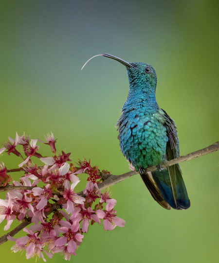  Emerald Hummingbird 