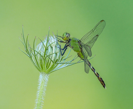 Darner Dragonfly