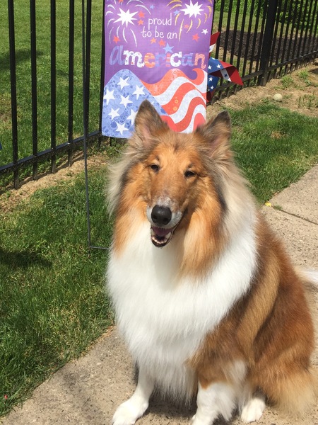 Proud Collie 