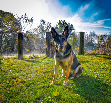 Mika Retired SAR K9