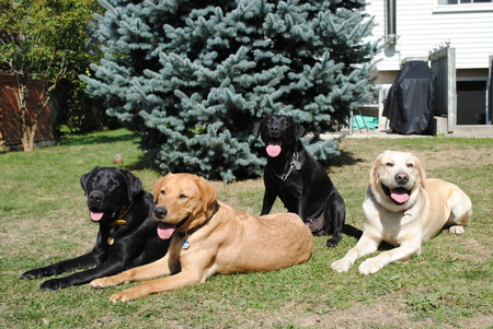 Indigo and Wenda with puppies Rickman and Rutger