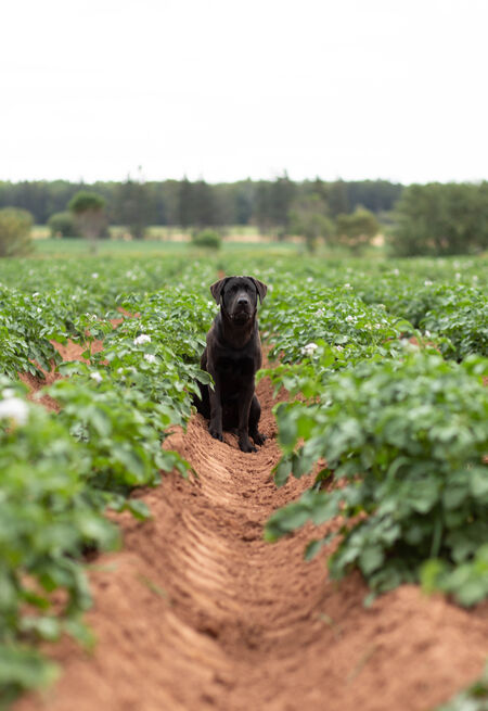 Elder, Puppy