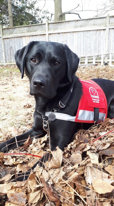 Twister, 2018, black Labrador 