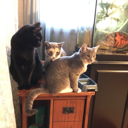 Majick, Maya, Sweets and Swishy aka Trois Chats et Le Poisson