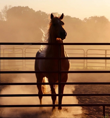 Golden Gelding