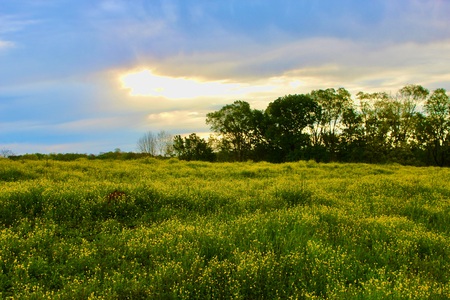 Spring Morning